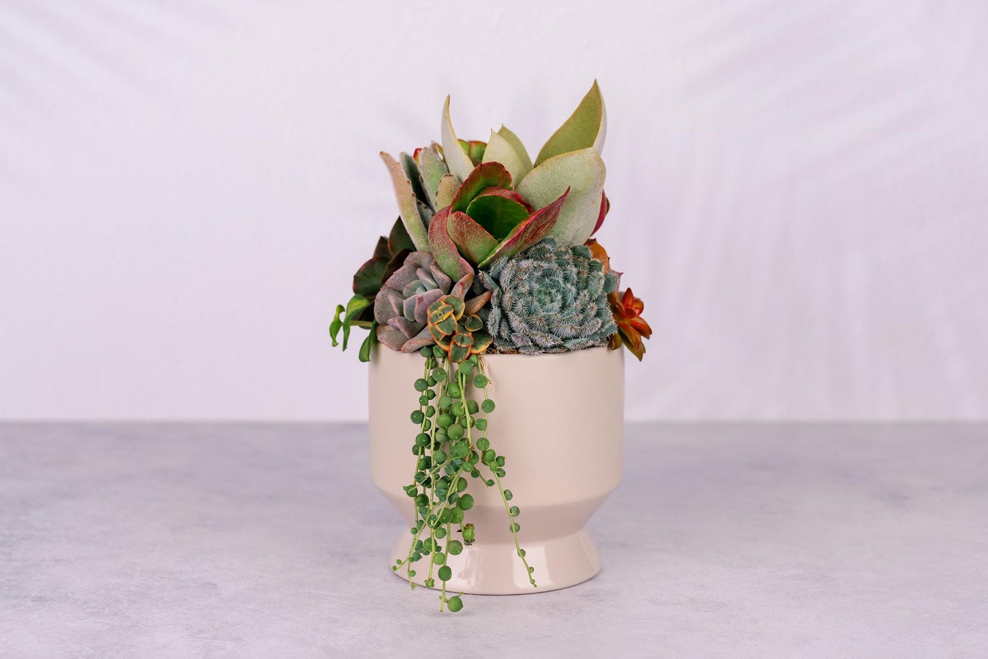 Succulent Arrangement in Tan Footed Ceramic Planter