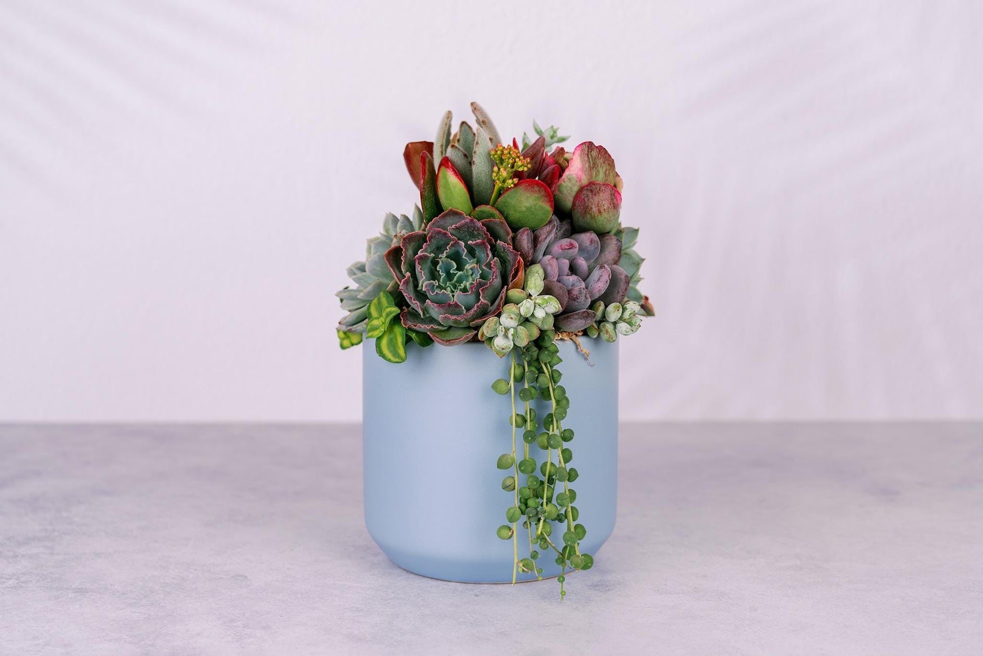 Succulent Arrangement in Baby Blue Ceramic Planter
