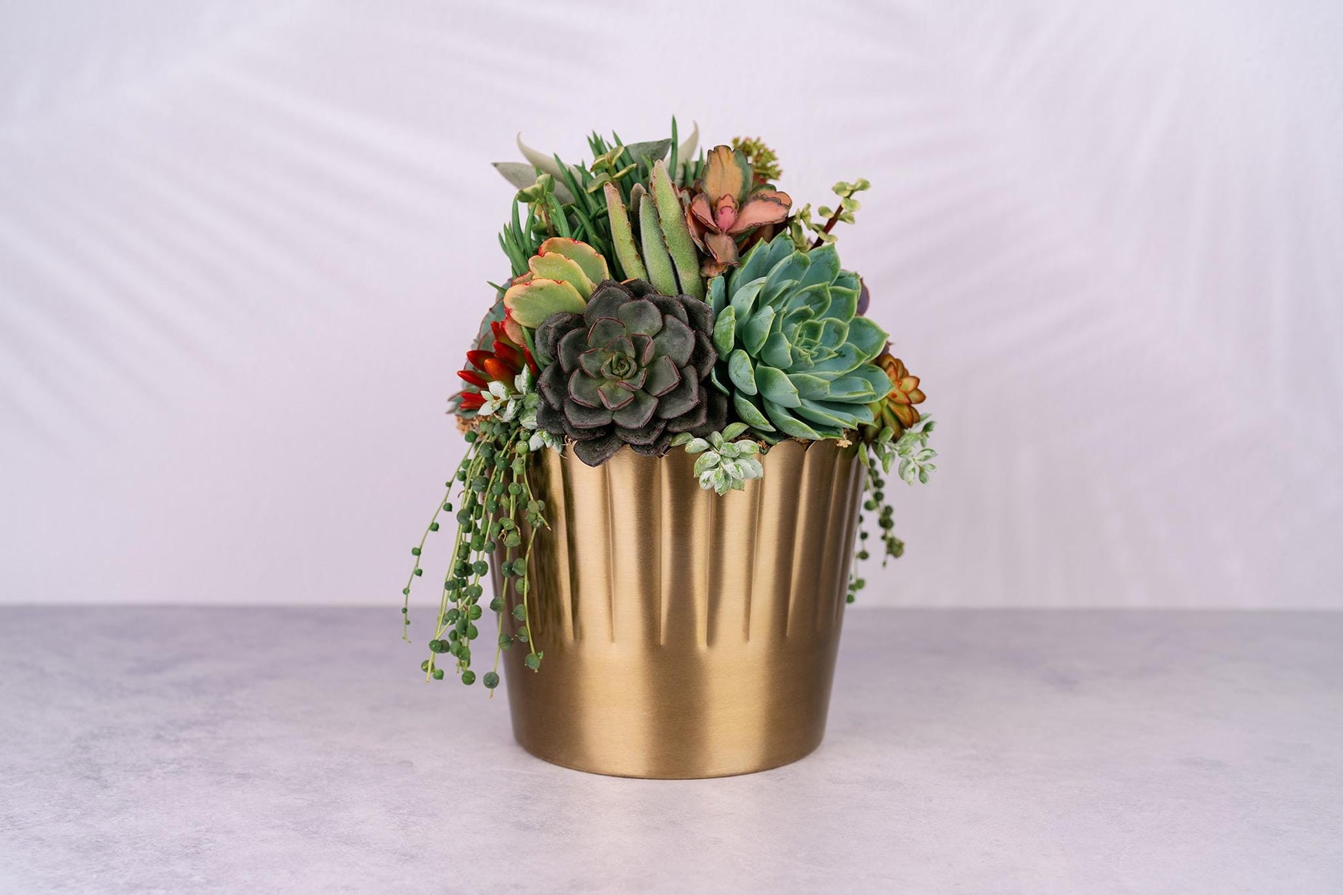 Succulent Arrangement in Large Gold Metal Planter