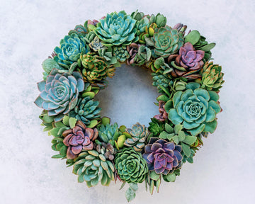Blue Hour Living Succulent Wreath with Shades of Blue, Purple, and Green Plants. Colorful Front Door Decor, Eco-Friendly Gift