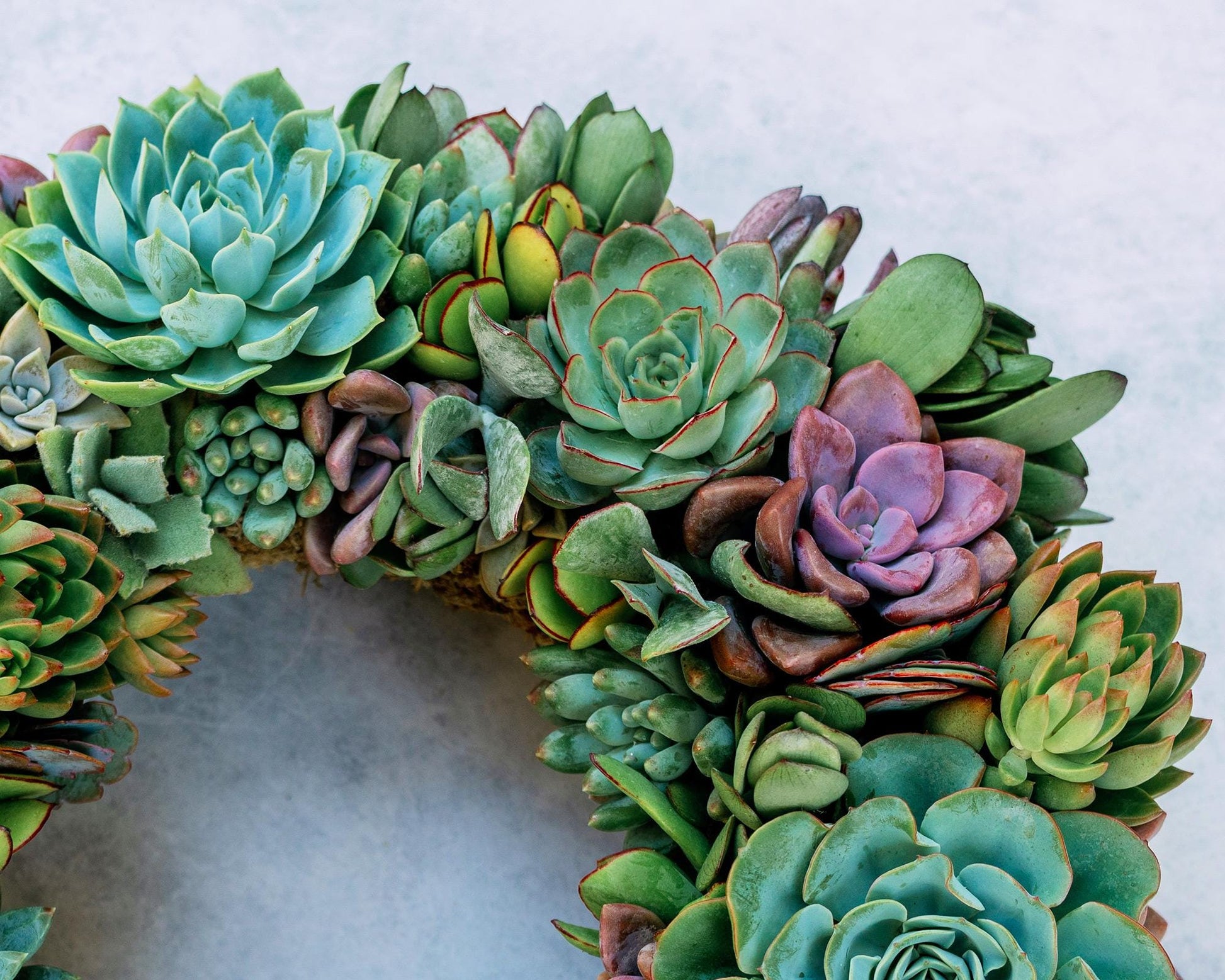 Blue Hour Living Succulent Wreath with Shades of Blue, Purple, and Green Plants. Colorful Front Door Decor, Eco-Friendly Gift