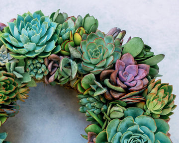 Blue Hour Living Succulent Wreath with Shades of Blue, Purple, and Green Plants. Colorful Front Door Decor, Eco-Friendly Gift