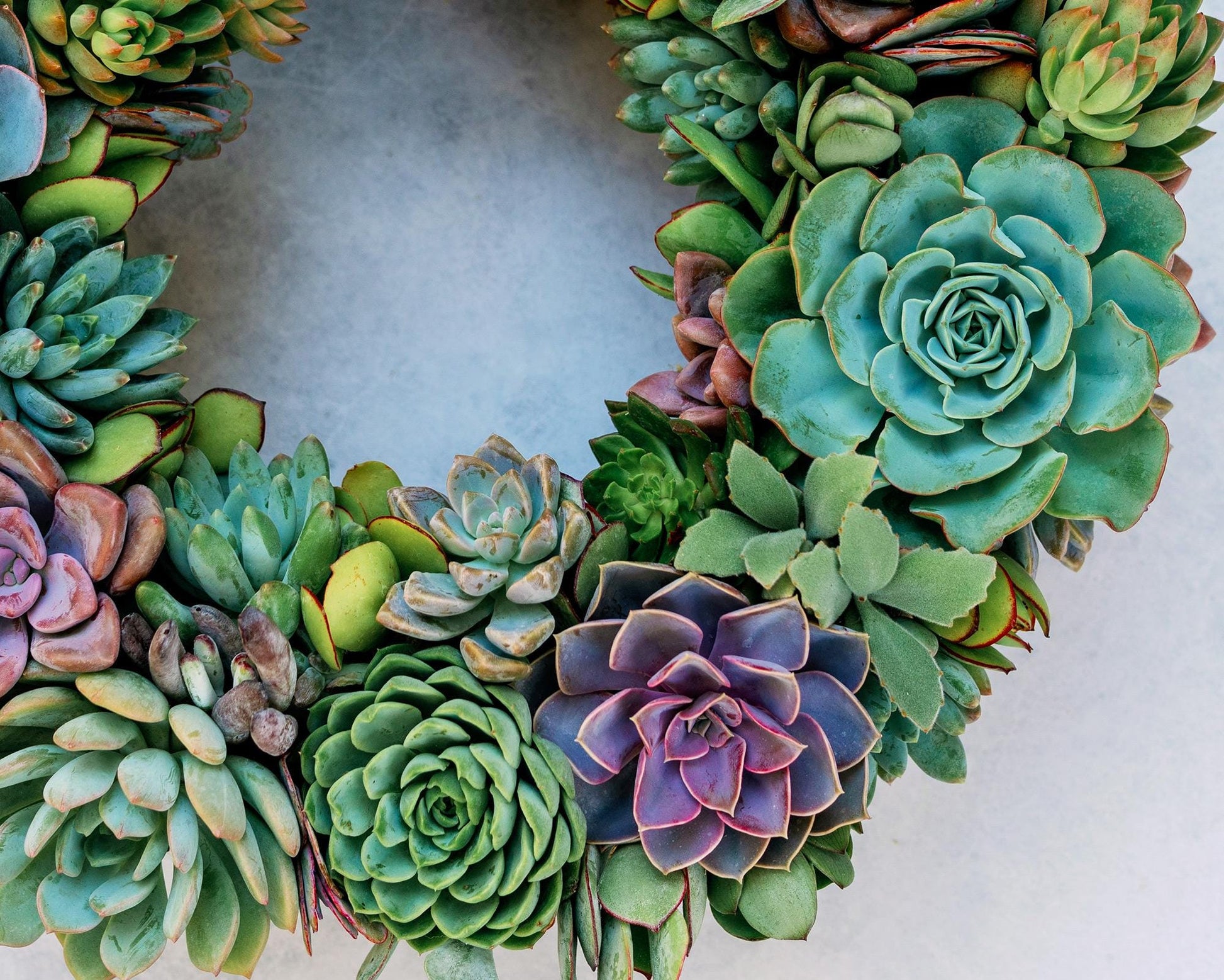Blue Hour Living Succulent Wreath with Shades of Blue, Purple, and Green Plants. Colorful Front Door Decor, Eco-Friendly Gift