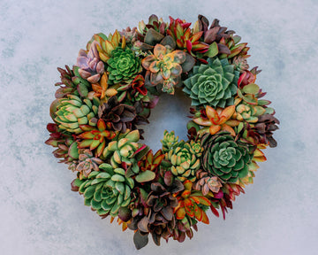 Sunset Orchard Living Succulent Wreath with Warm Shades of Red, Orange, and Yellow Plants. Colorful Front Door Decor, Eco-Friendly Gift