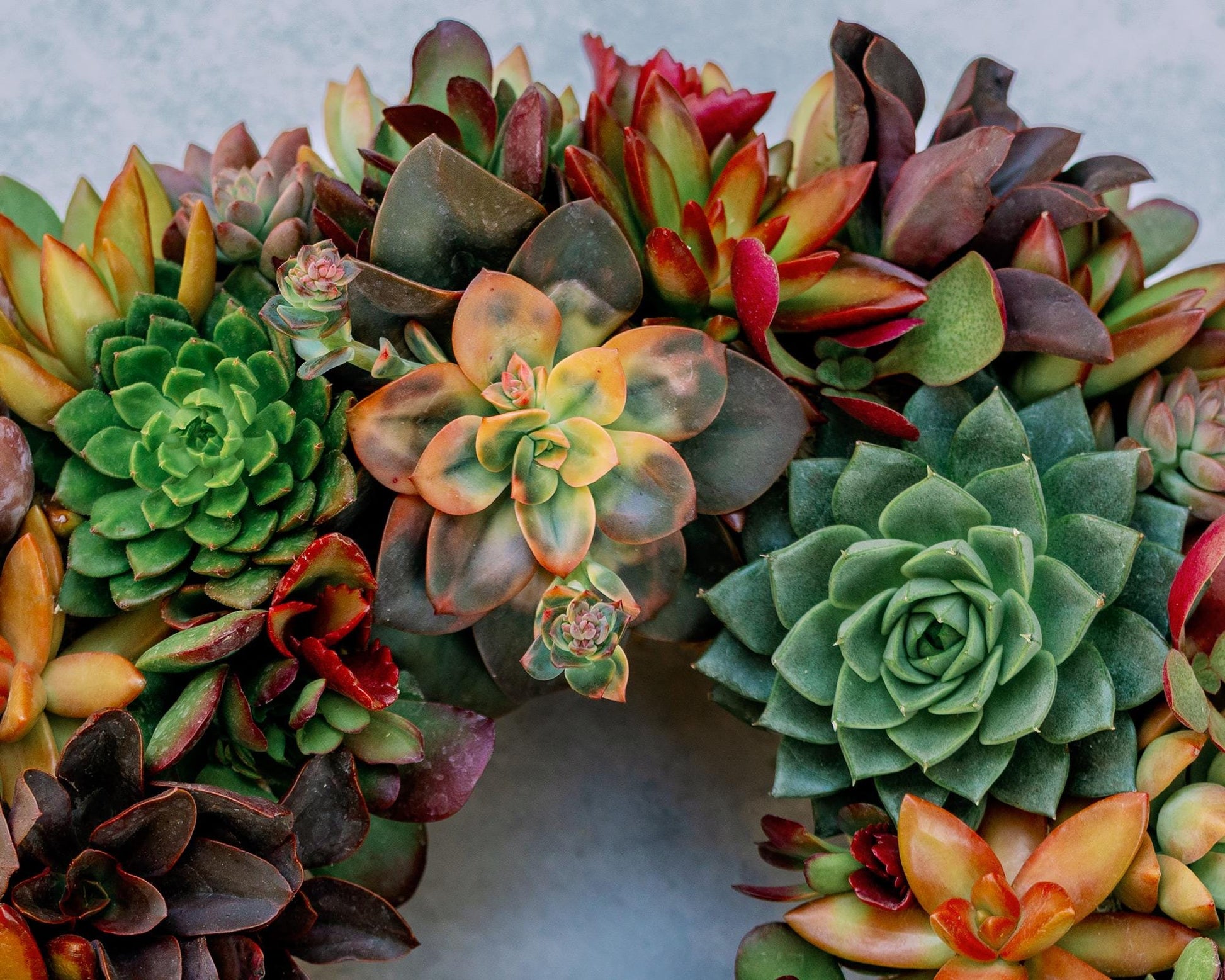 Sunset Orchard Living Succulent Wreath with Warm Shades of Red, Orange, and Yellow Plants. Colorful Front Door Decor, Eco-Friendly Gift