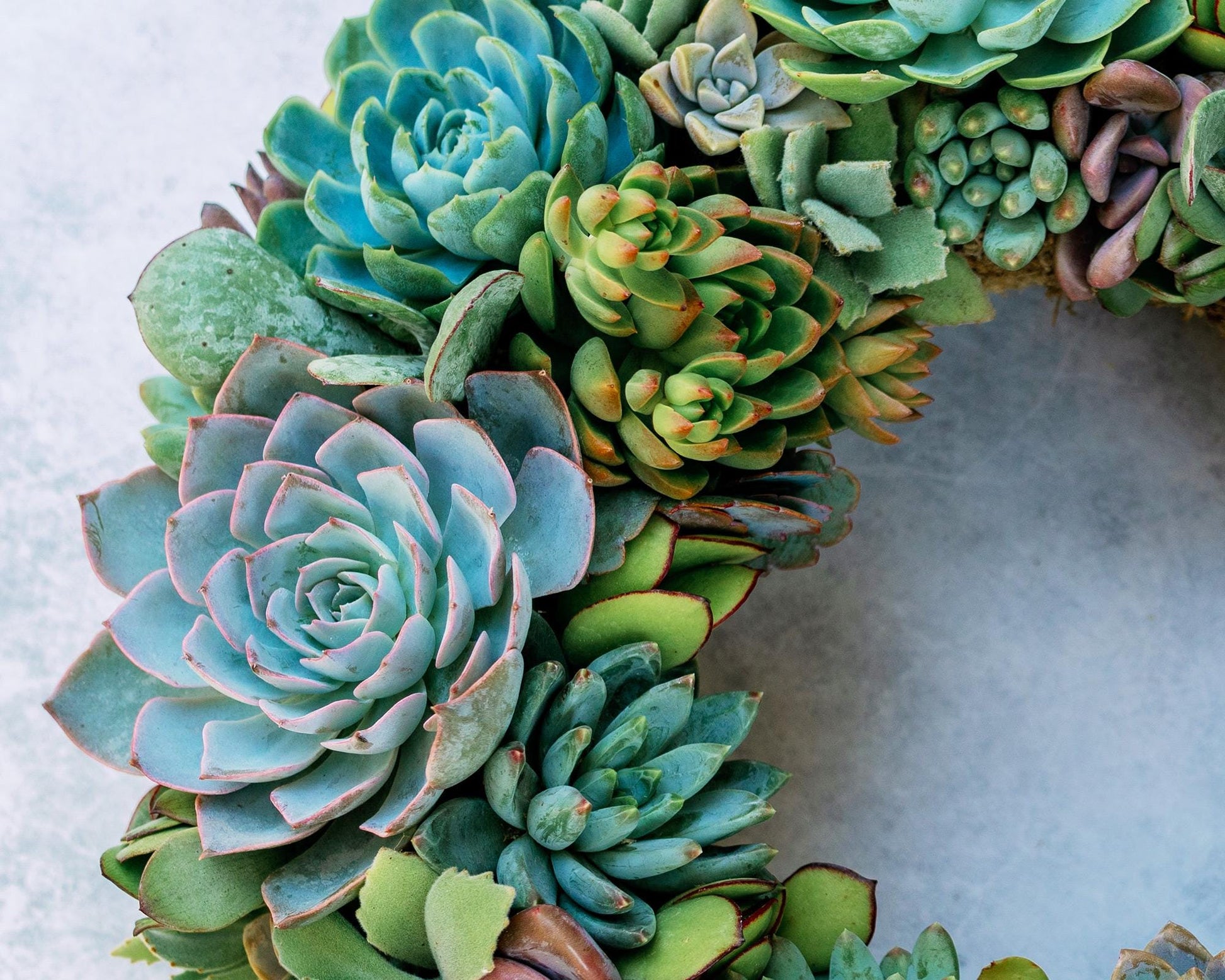 teal and purple succulents Blue Hour Living Succulent Wreath with Shades of Blue, Purple, and Green Plants. Colorful Front Door