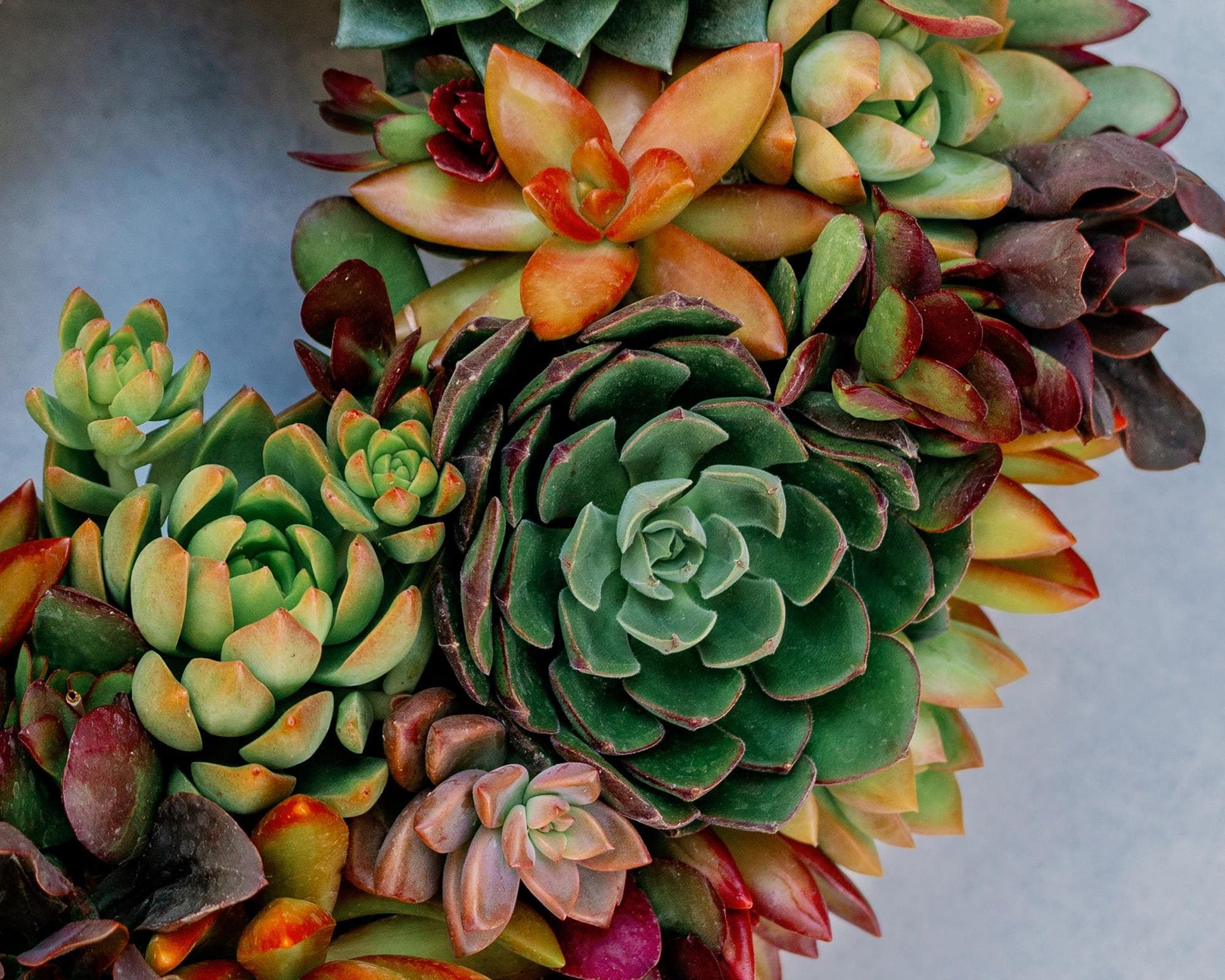 Sunset Orchard Living Succulent Wreath with Warm Shades of Red, Orange, and Yellow Plants. Colorful Front Door Decor, Eco-Friendly Gift