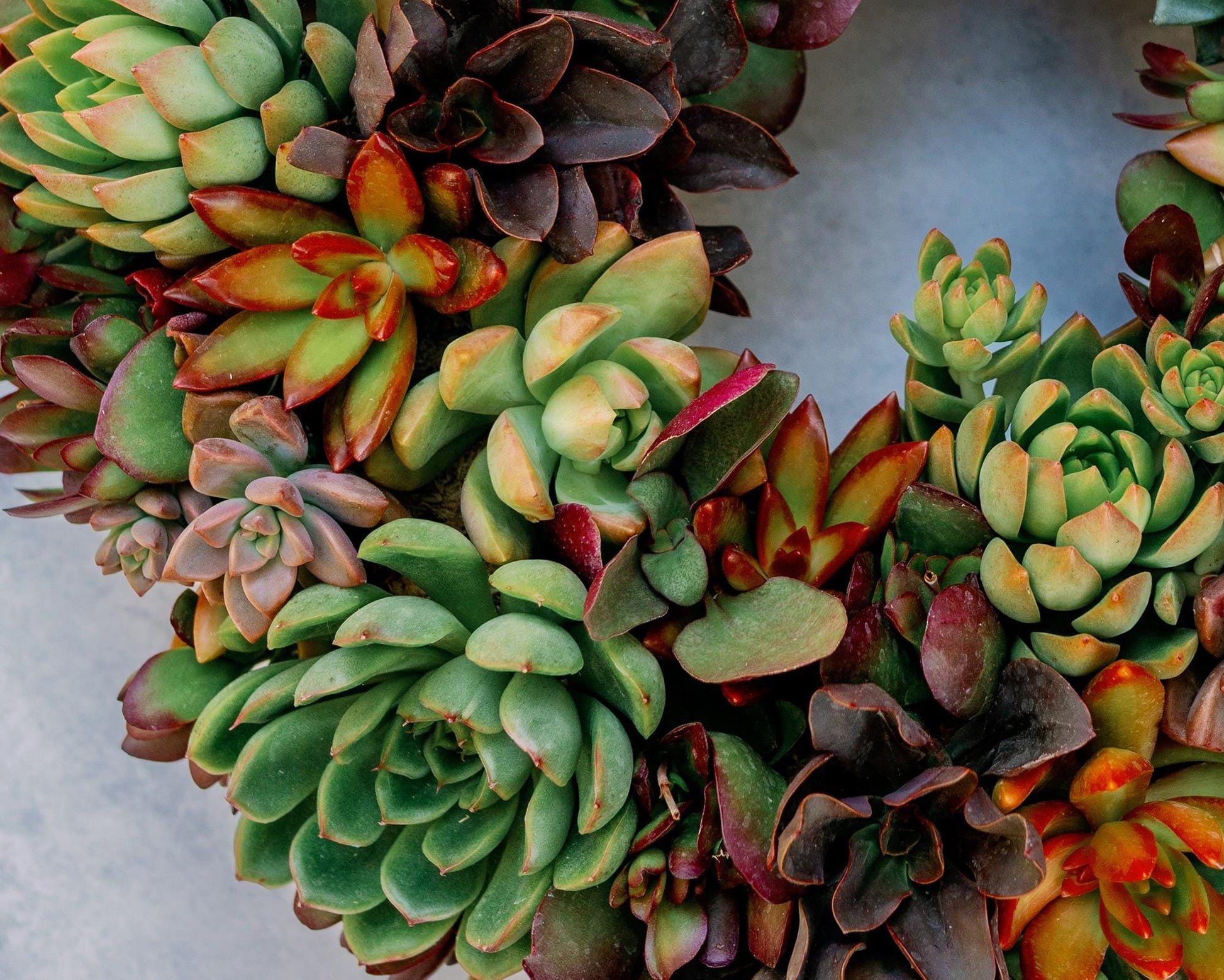 Sunset Orchard Living Succulent Wreath with Warm Shades of Red, Orange, and Yellow Plants. Colorful Front Door Decor, Eco-Friendly Gift