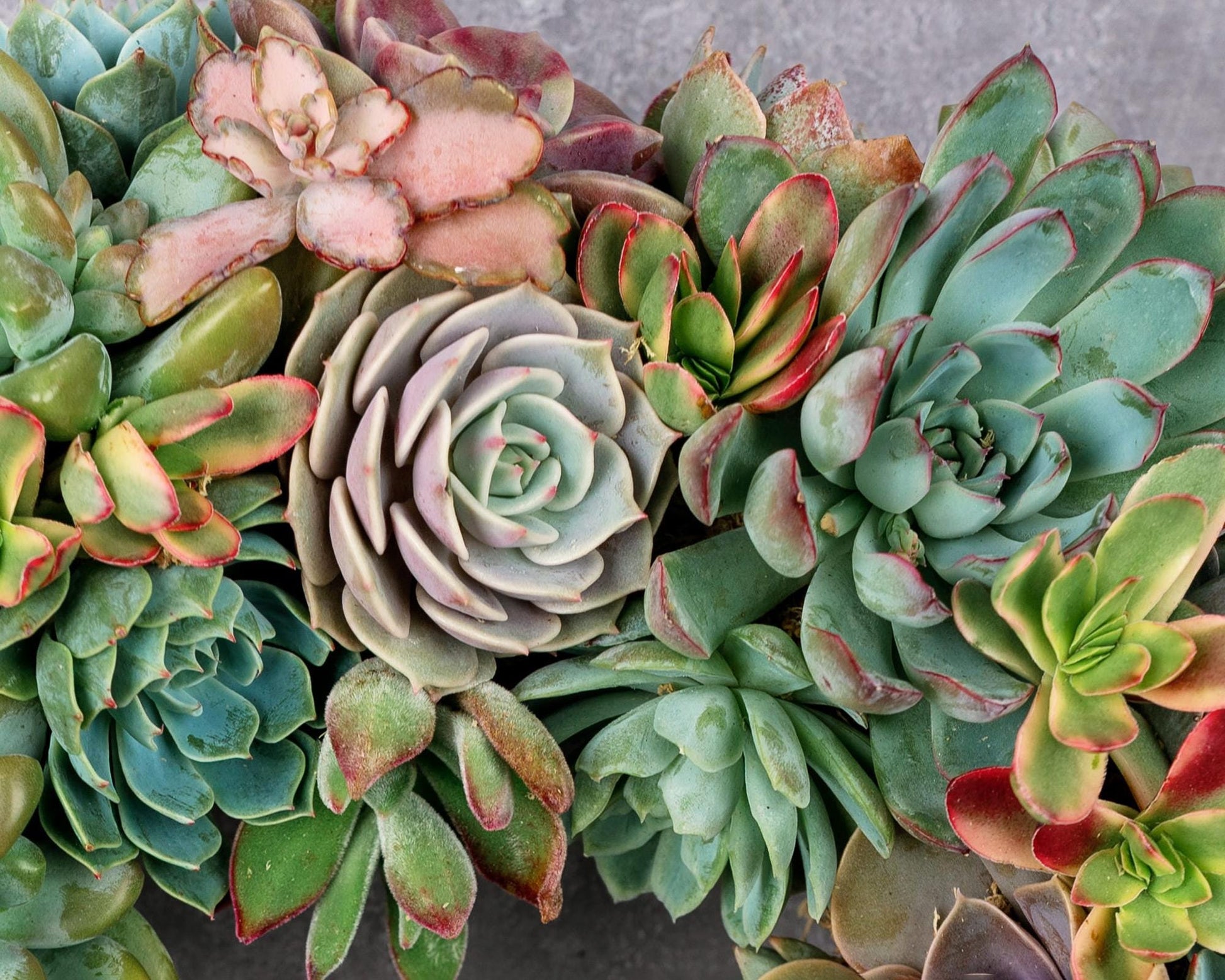 pastel pink succulents Pastel Living Succulent Wreath