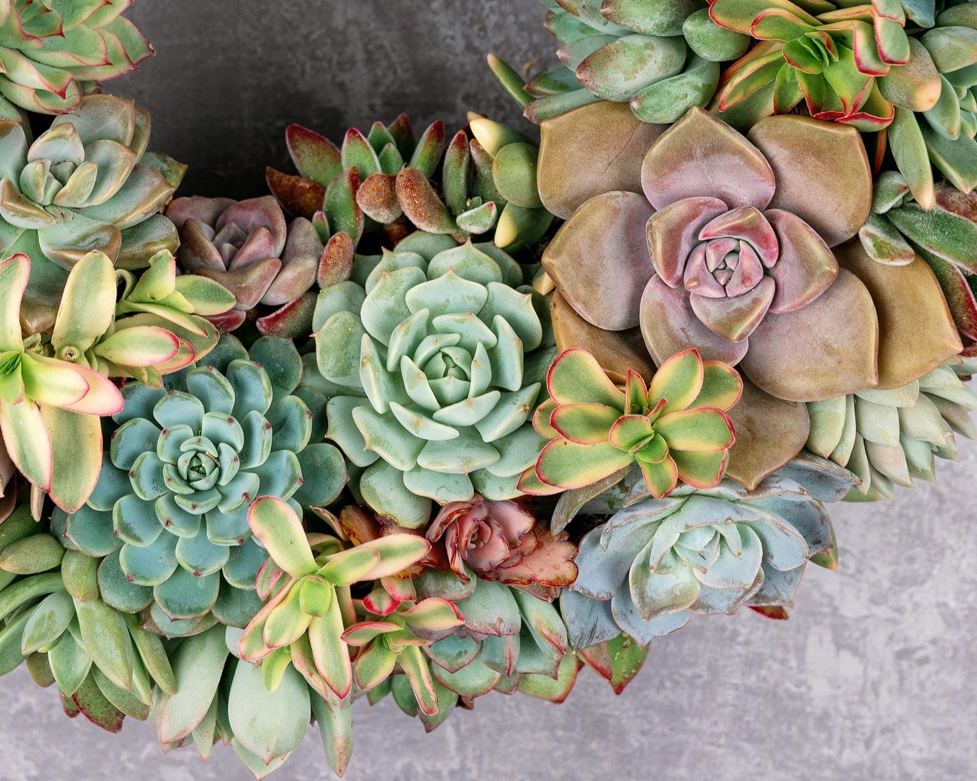 succulent wreath san diego Pastel Living Succulent Wreath