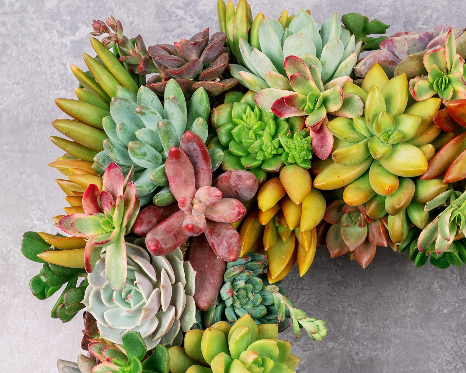 living succulent wreath for sale Square Living Succulent Wreath