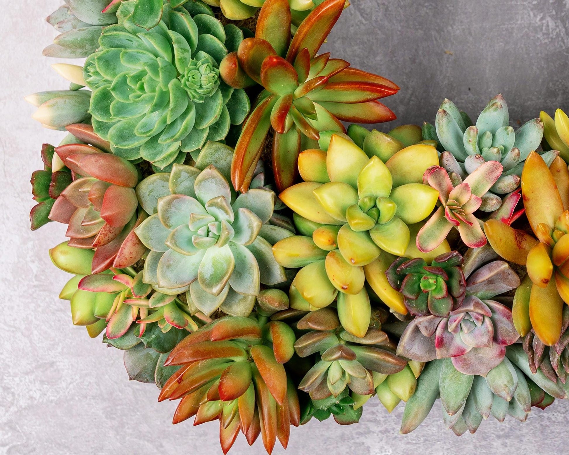 Square Living Succulent Wreath: Colorful Front Door Decor, Eco-Friendly Gift