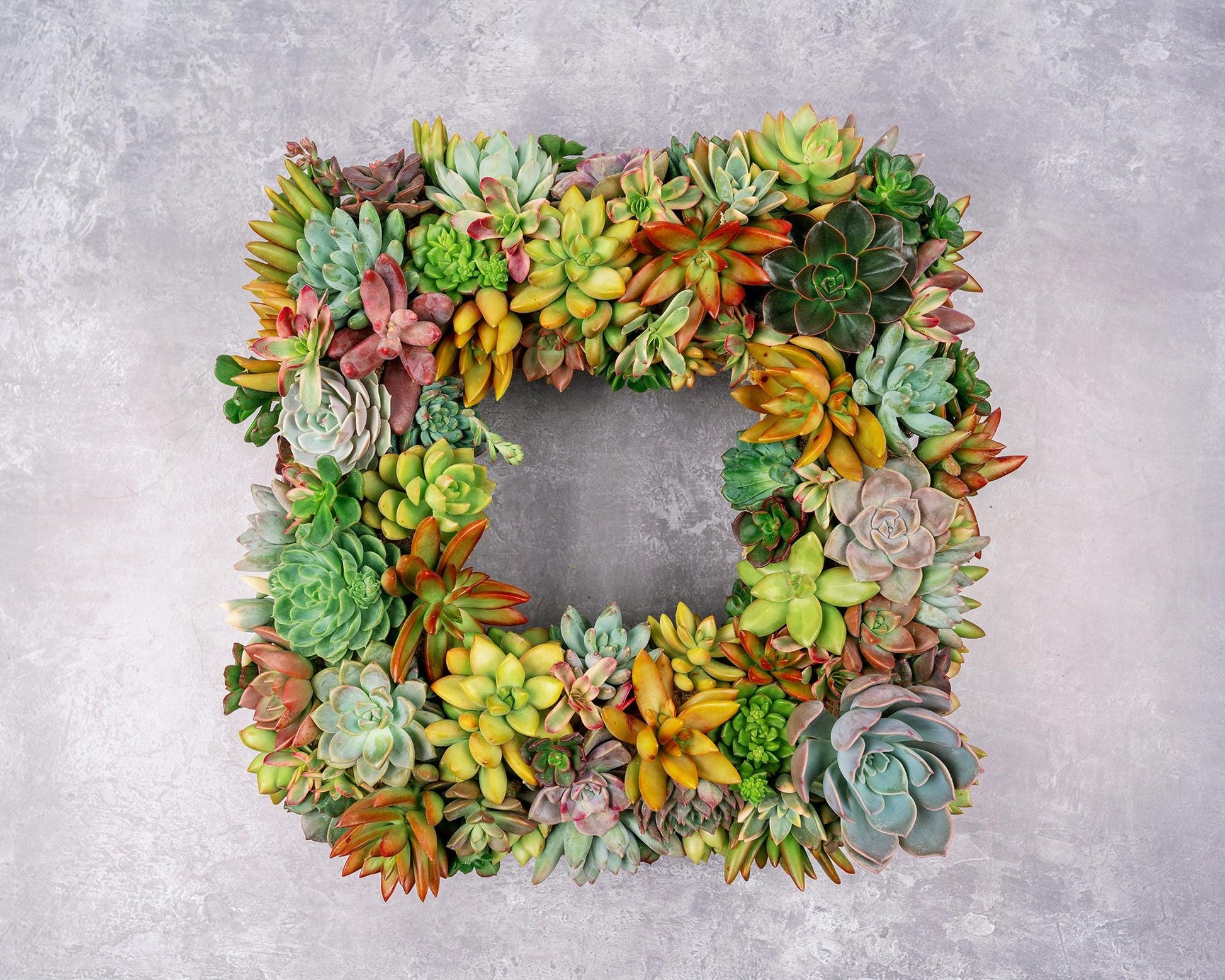 Square Living Succulent Wreath: Colorful Front Door Decor, Eco-Friendly Gift