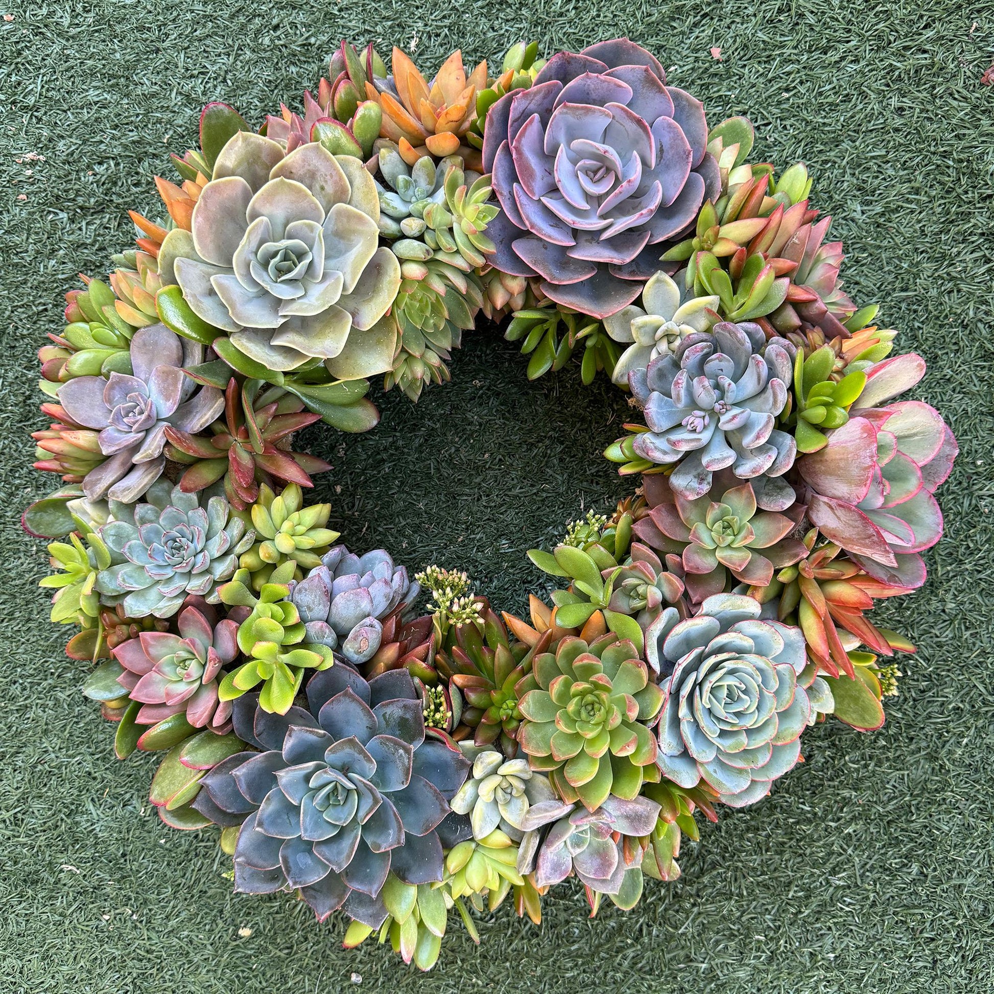 Succulent Moss Wreath Trimmed with Living Colorful Succulents