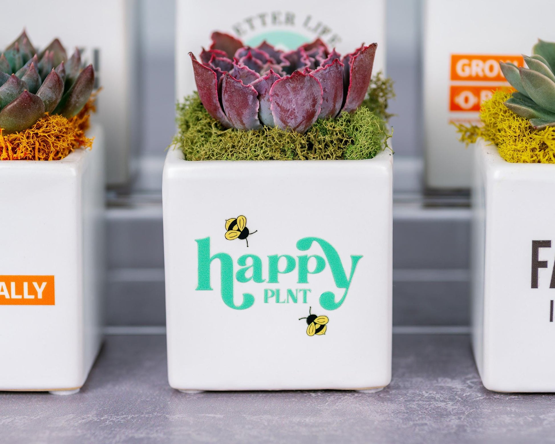 succulent company Custom Logo Branded Succulent Small Square Gifts for Tradeshows, Conventions, Employee Gifts, Client Promotions