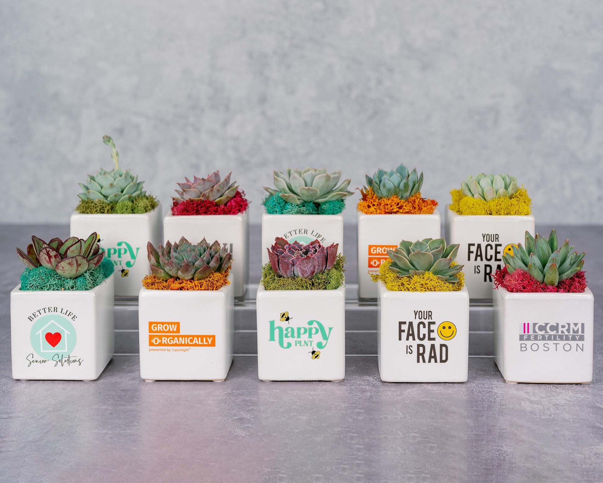 personalized succulent pots Succulent Square Planter with Custom Business Logo