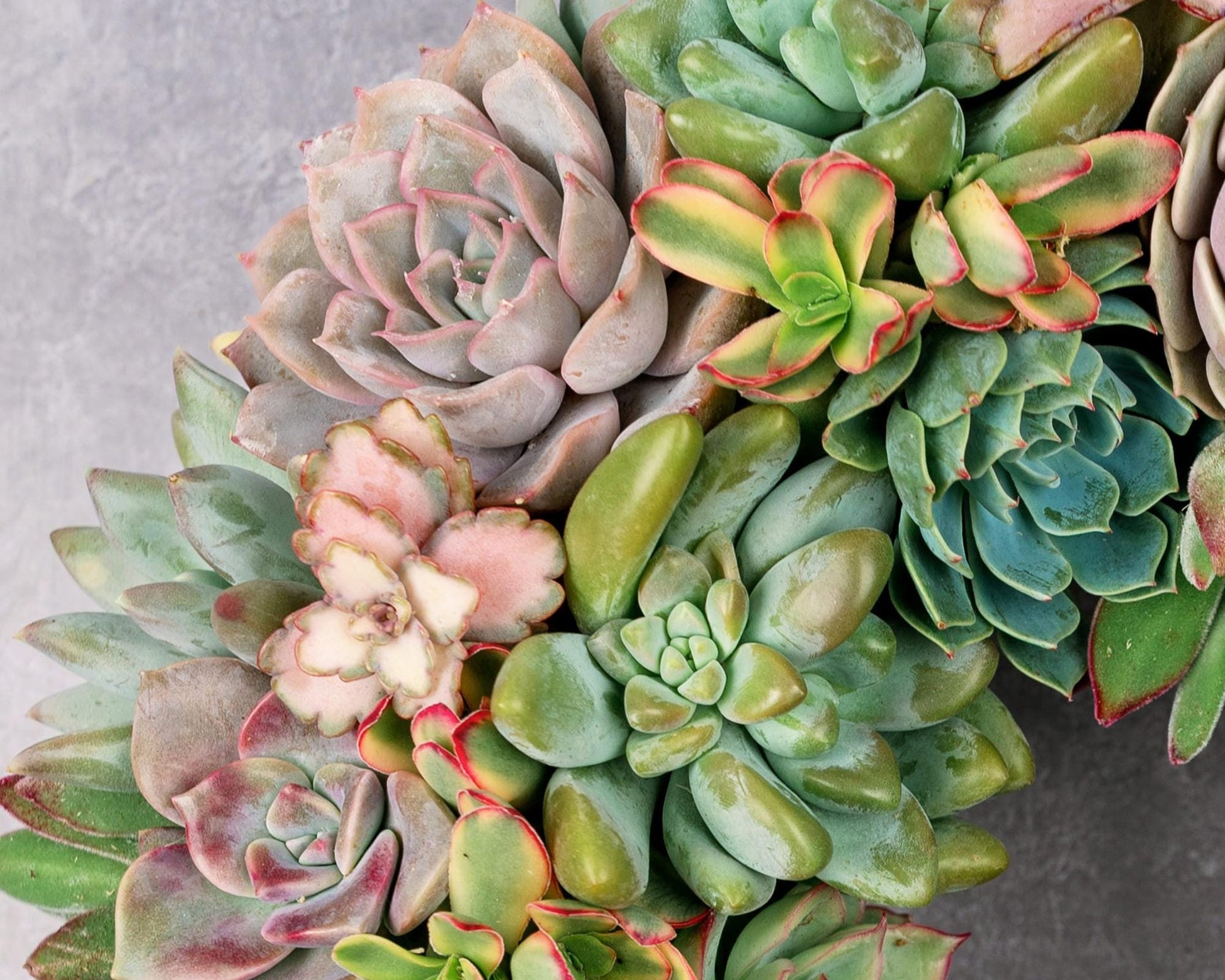 succulent front door wreath Pastel Living Succulent Wreath