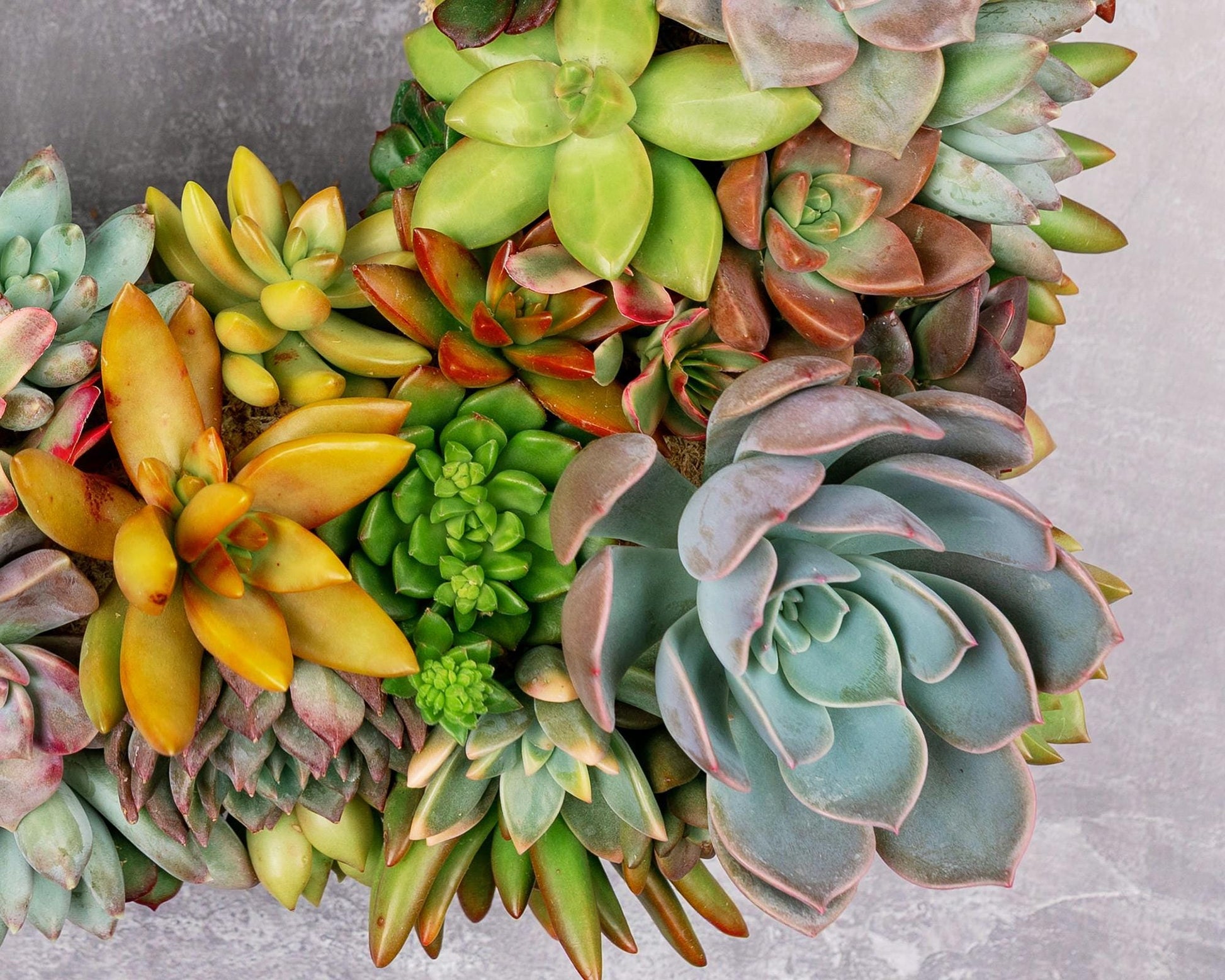 Square Living Succulent Wreath: Colorful Front Door Decor, Eco-Friendly Gift