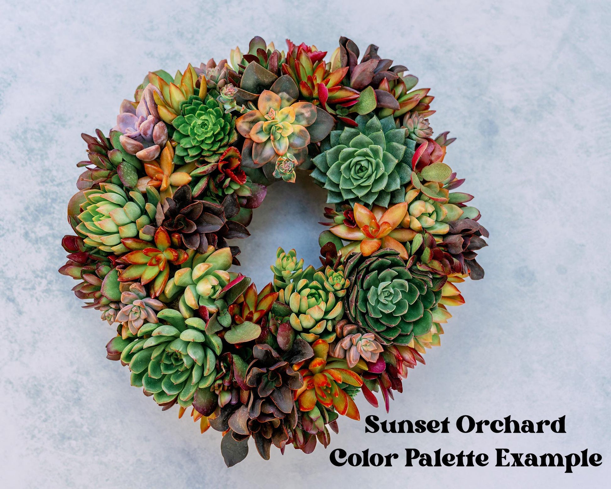 large succulent wreath Square Living Succulent Wreath