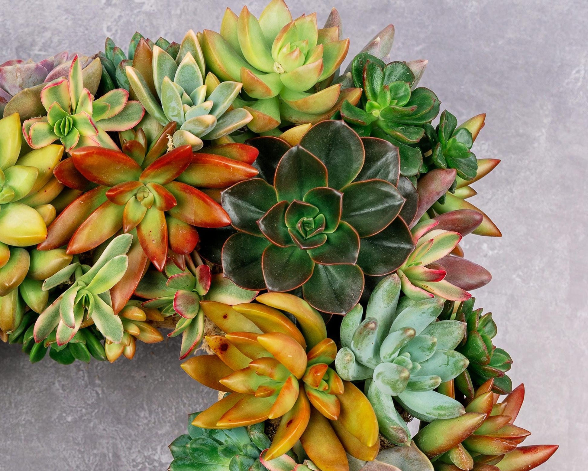 Square Living Succulent Wreath: Colorful Front Door Decor, Eco-Friendly Gift