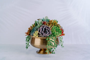 Dark Bronze Compote Succulent Arrangement Planter
