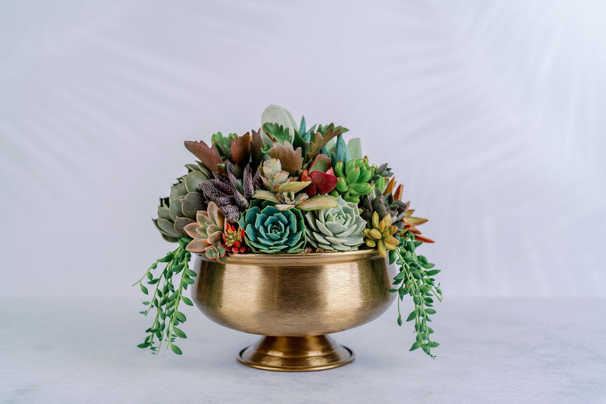 Dark Bronze Compote Succulent Arrangement Planter