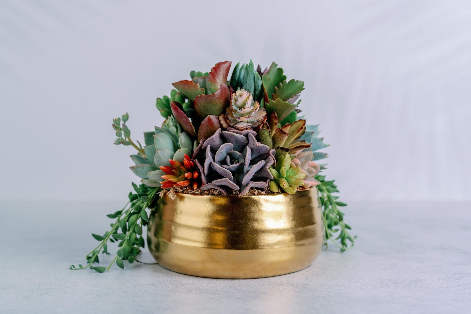 gold succulent pots Brushed Gold Bowl Succulent Arrangement Planter: Available in 6" and 8" Diameters