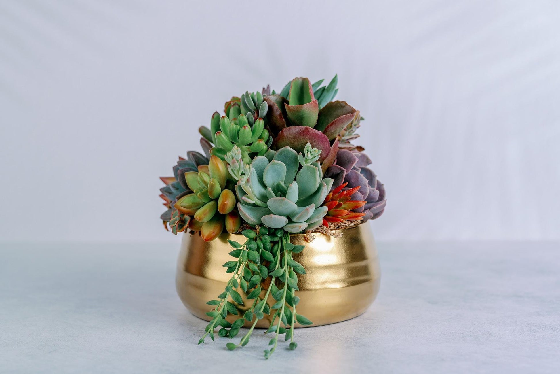 Brushed Gold Bowl Succulent Arrangement Planter: Available in 6" and 8" Diameters