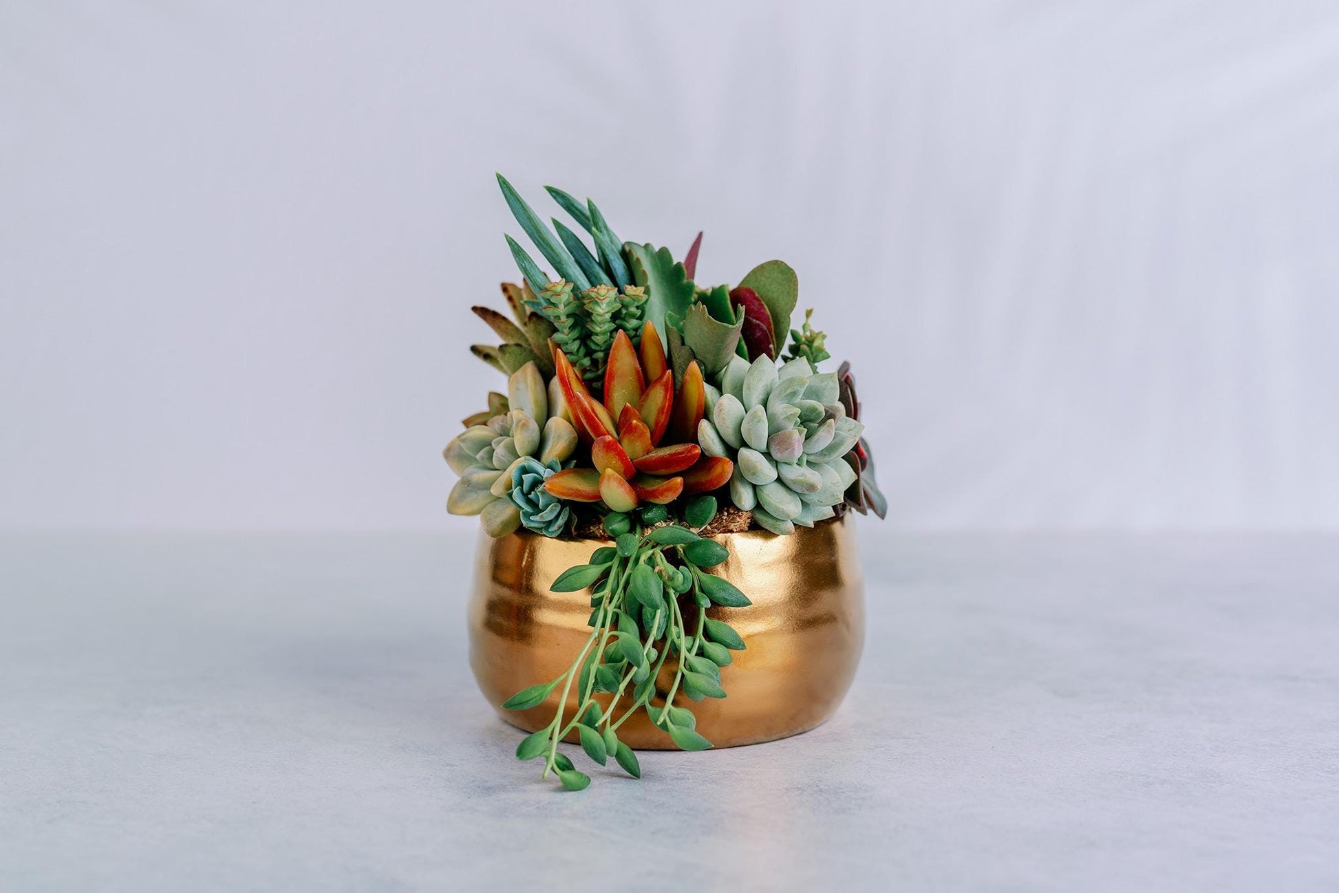 Brushed Gold Bowl Succulent Arrangement Planter: Available in 6" and 8" Diameters