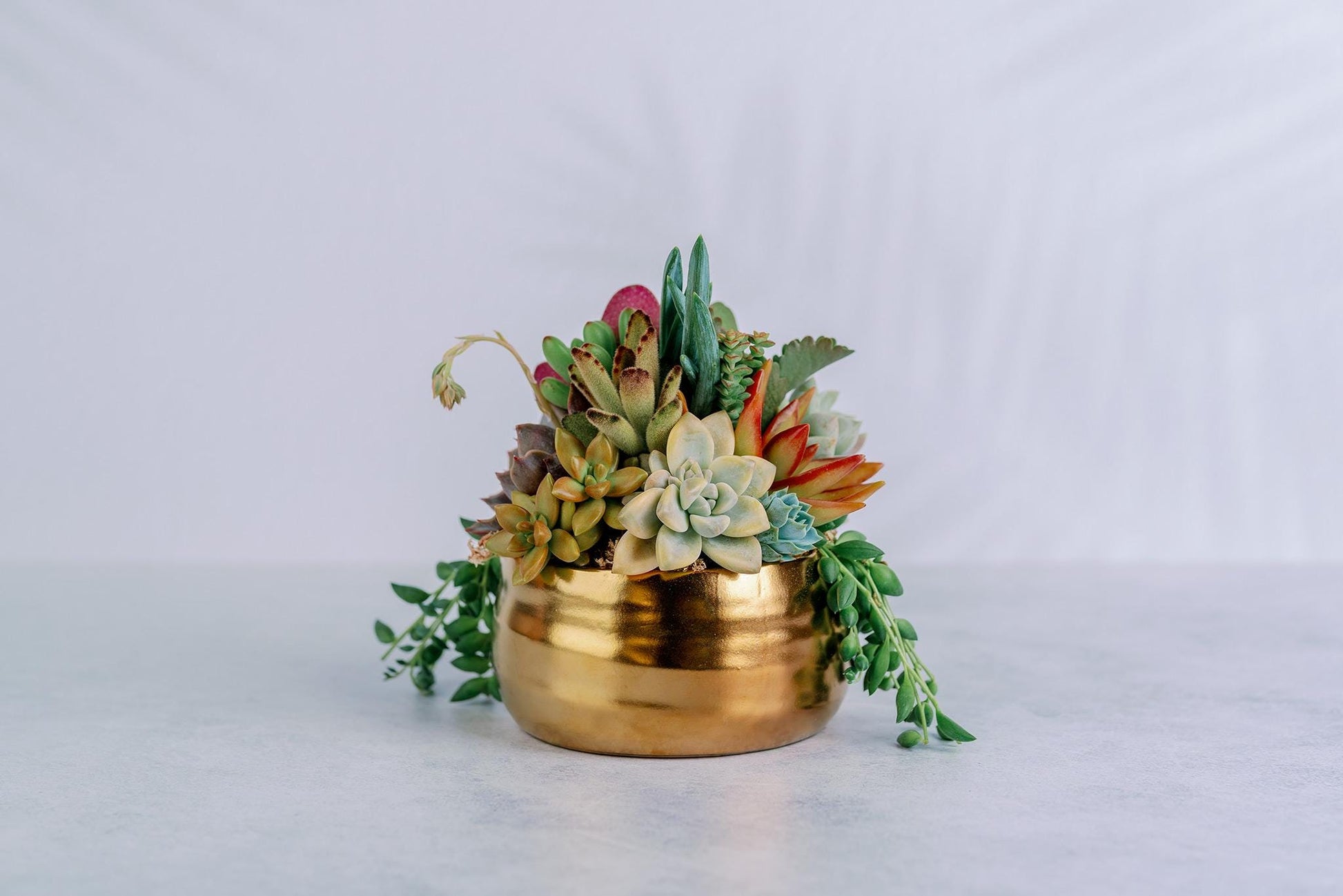 gold potted succulent Brushed Gold Bowl Succulent Arrangement Planter: Available in 6" and 8