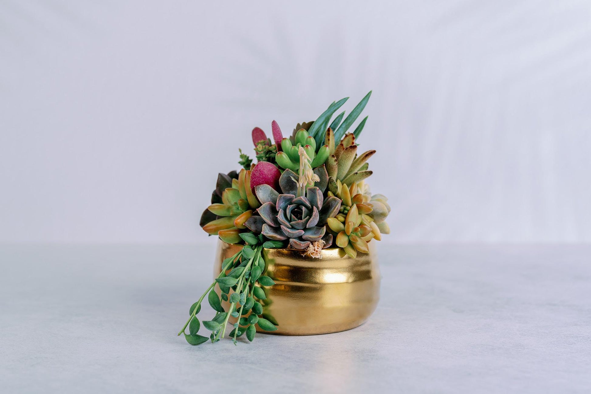 Brushed Gold Bowl Succulent Arrangement Planter: Available in 6" and 8" Diameters
