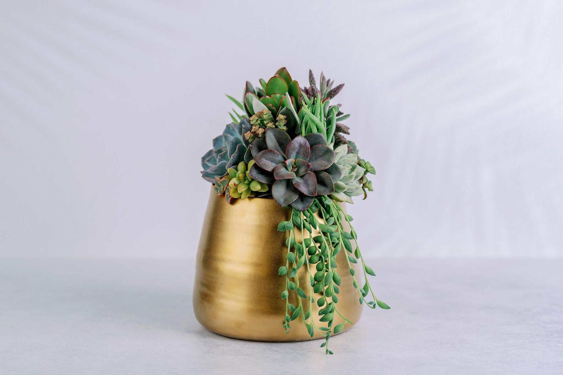 Brushed Gold Living Succulent Arrangement Planter