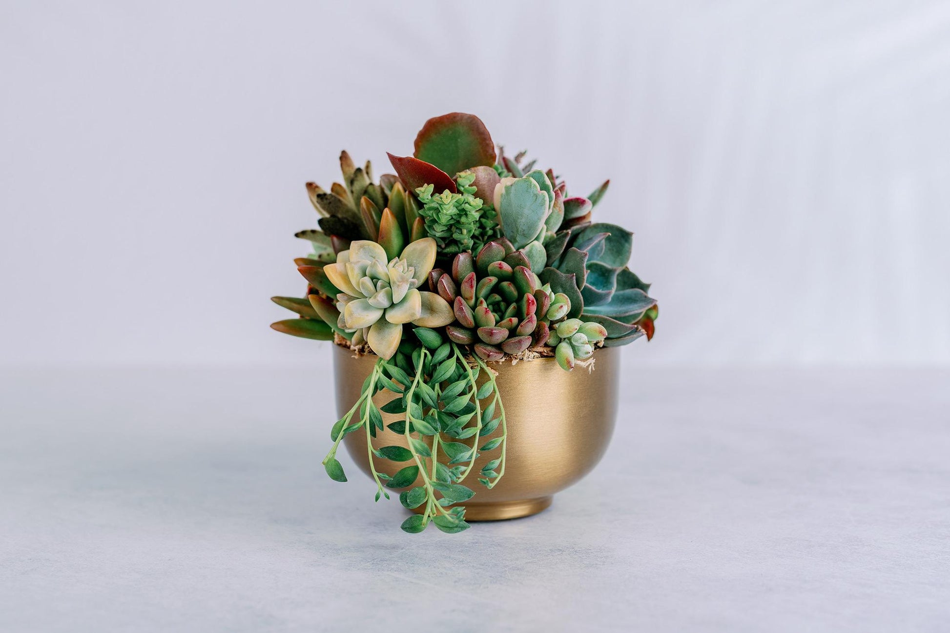 Small Gold Metal Bowl Succulent Arrangement