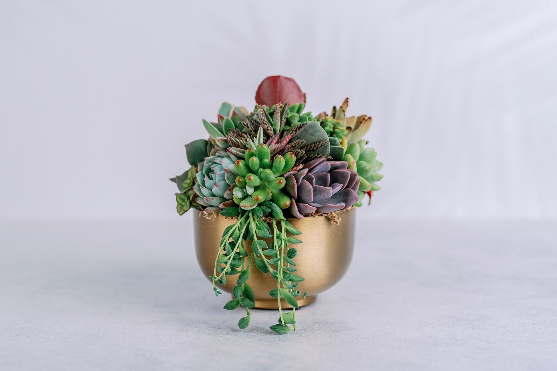 Small Gold Metal Bowl Succulent Arrangement