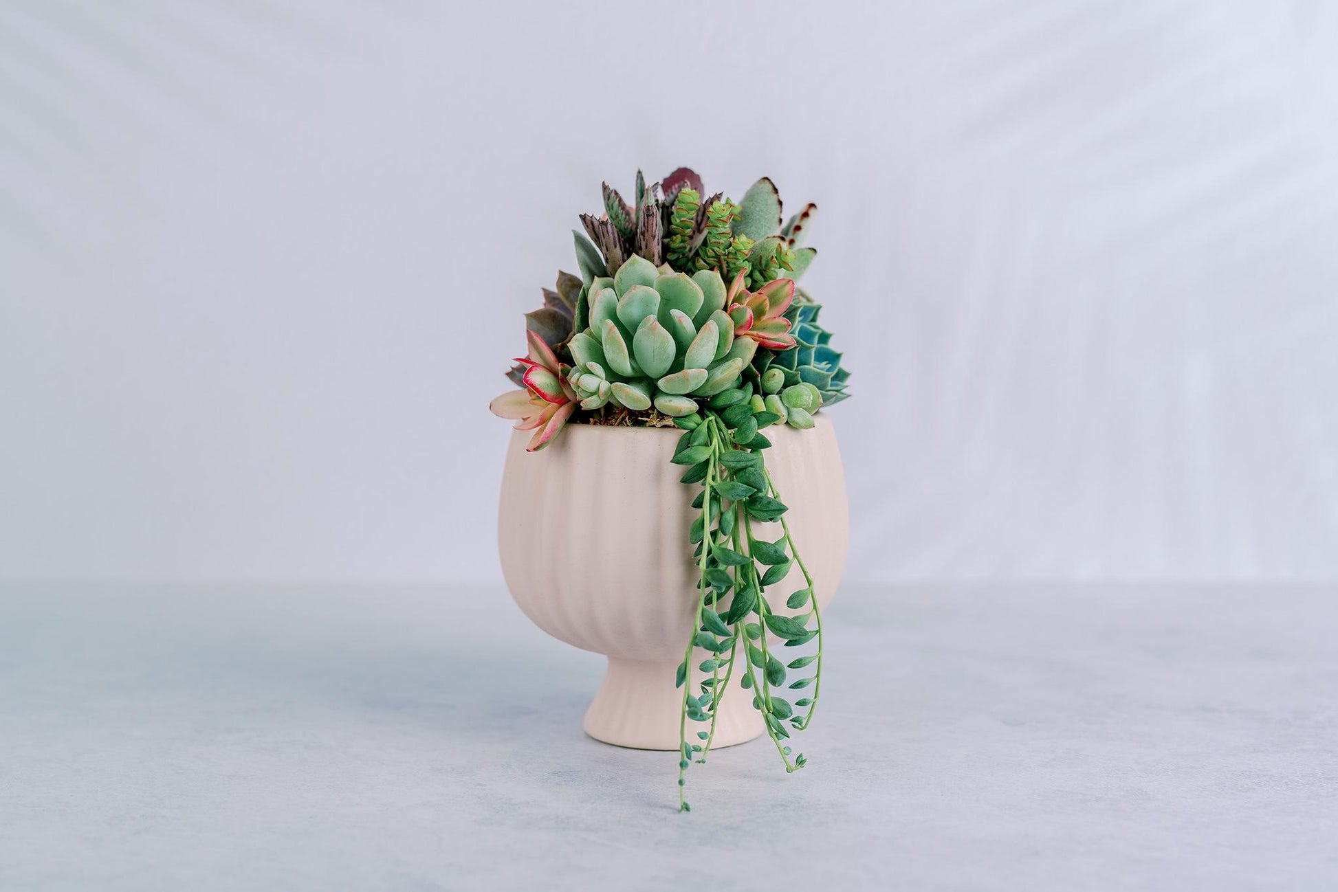 Small Pink Compote Succulent Arrangement