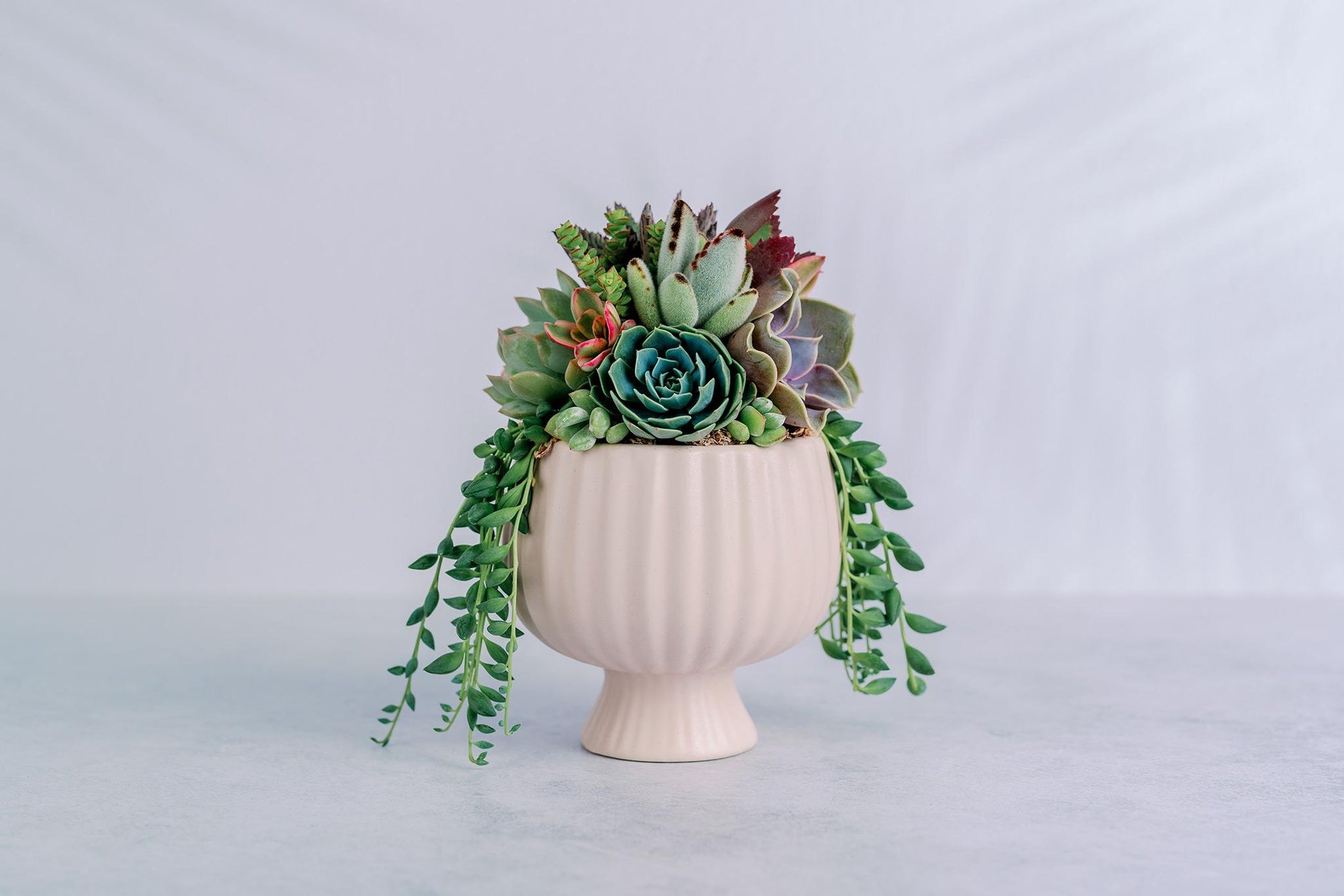 Small Pink Compote Succulent Arrangement