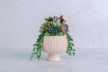 Small Pink Compote Succulent Arrangement
