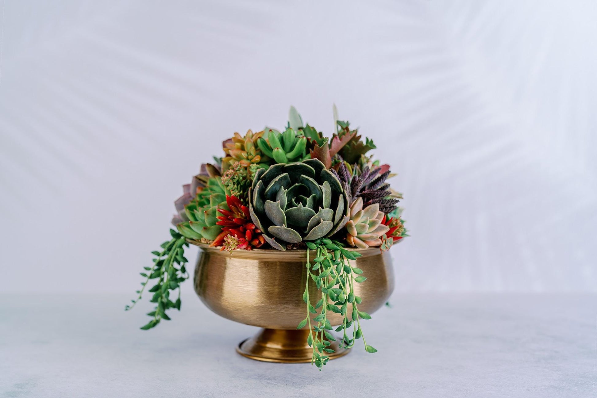 Dark Bronze Compote Succulent Arrangement Planter