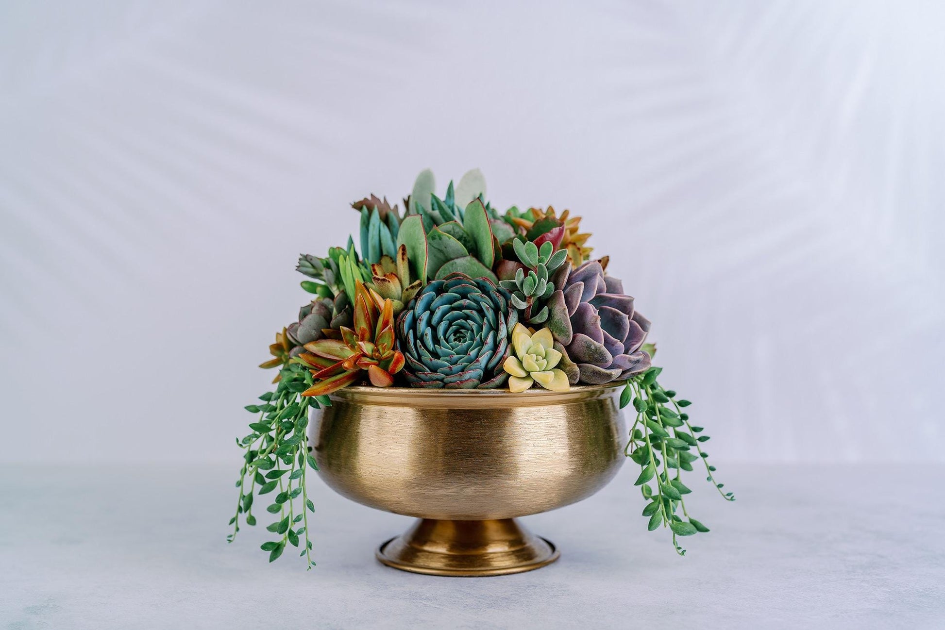 Dark Bronze Compote Succulent Arrangement Planter