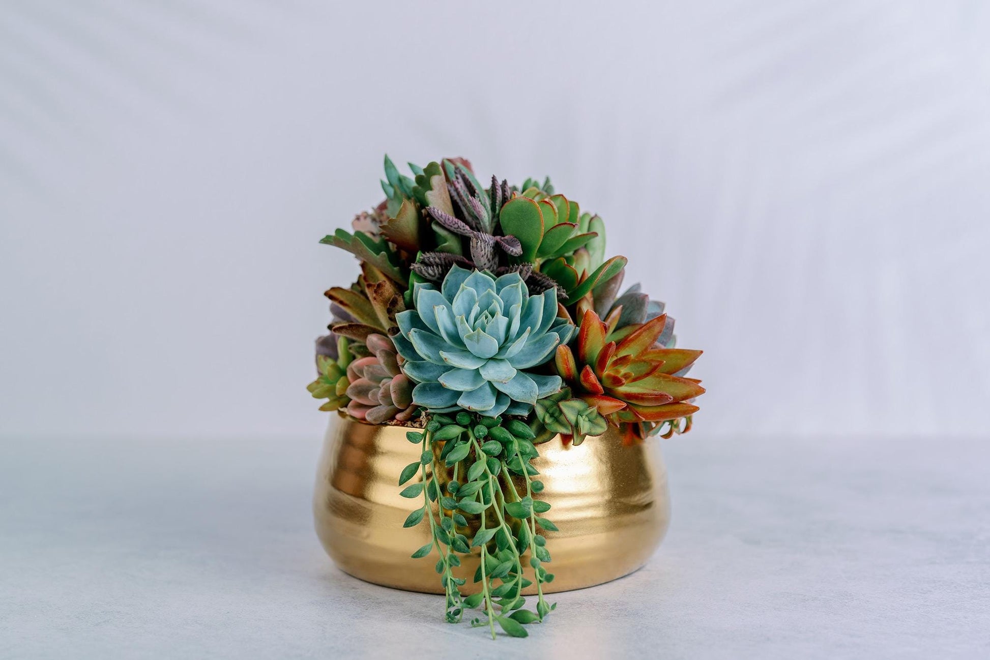 Brushed Gold Bowl Succulent Arrangement Planter: Available in 6" and 8" Diameters