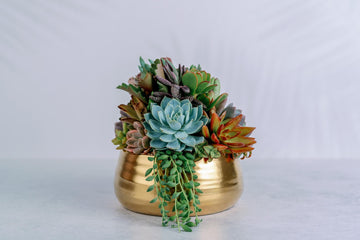 Brushed Gold Bowl Succulent Arrangement Planter: Available in 6" and 8" Diameters
