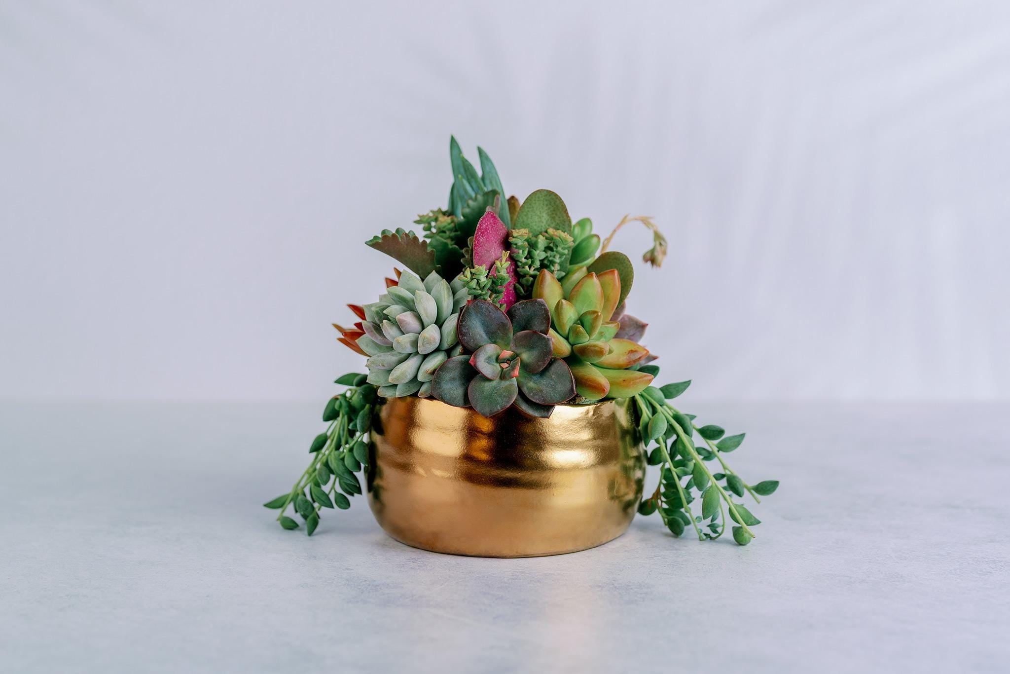 rose gold succulent planter Brushed Gold Bowl Succulent Arrangement Planter: Available in 6" and 8