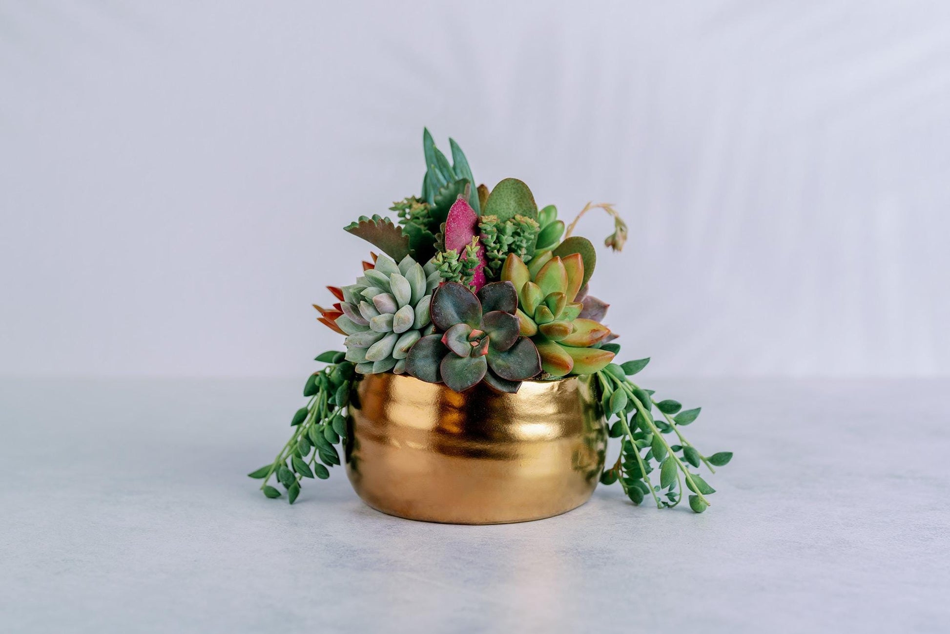 Brushed Gold Bowl Succulent Arrangement Planter: Available in 6" and 8" Diameters