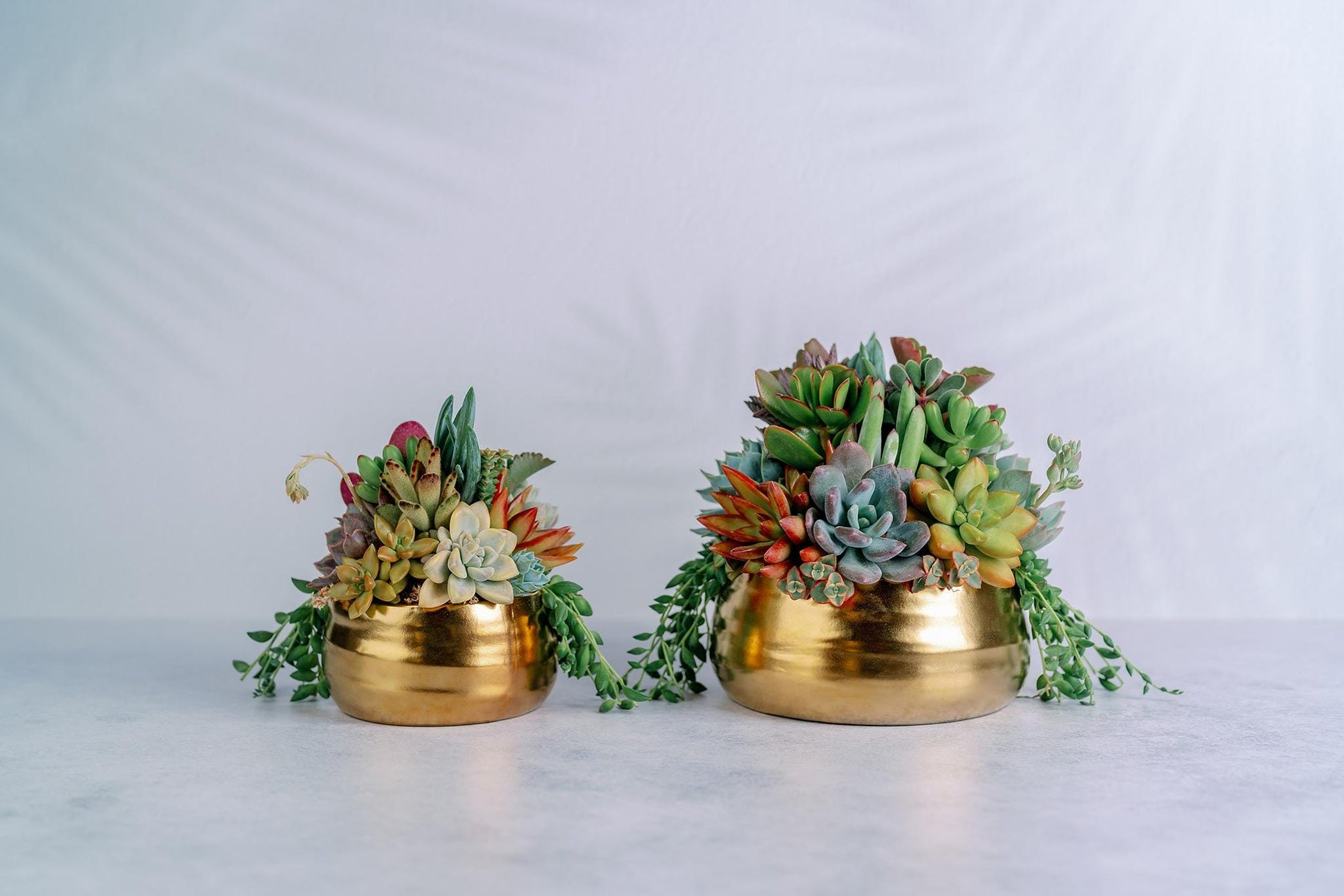 Brushed Gold Bowl Succulent Arrangement Planter: Available in 6" and 8" Diameters