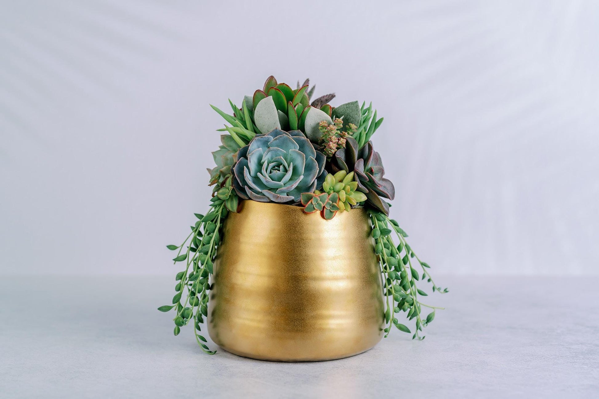 Brushed Gold Living Succulent Arrangement Planter