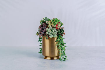 Small Gold Metal Footed Succulent Arrangement
