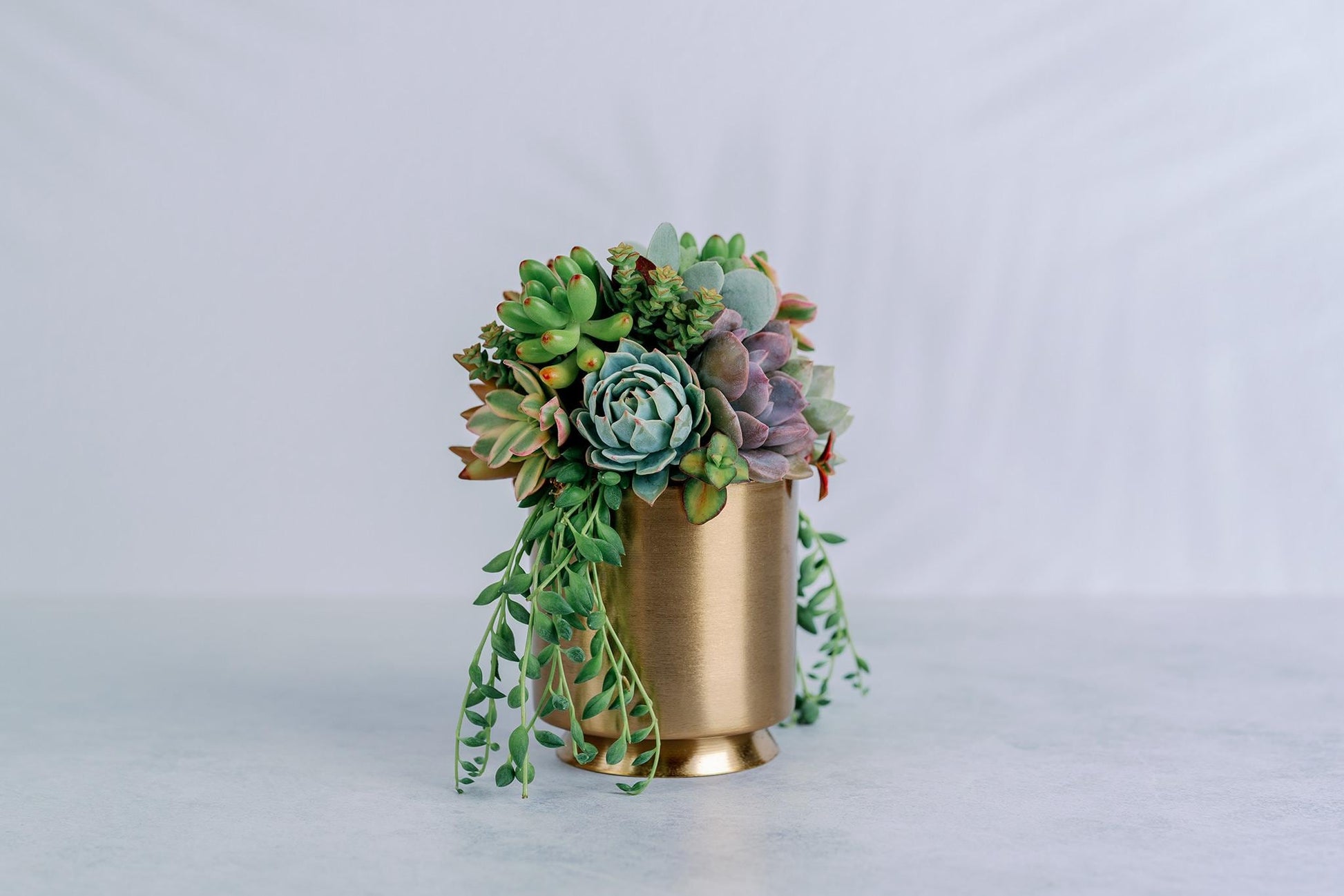 gold potted succulent Small Gold Metal Footed Succulent Arrangement
