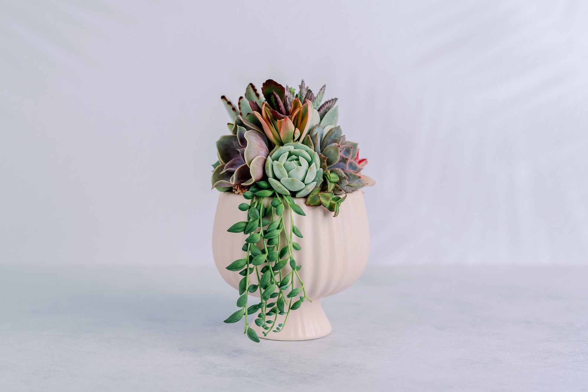 Small Pink Compote Succulent Arrangement