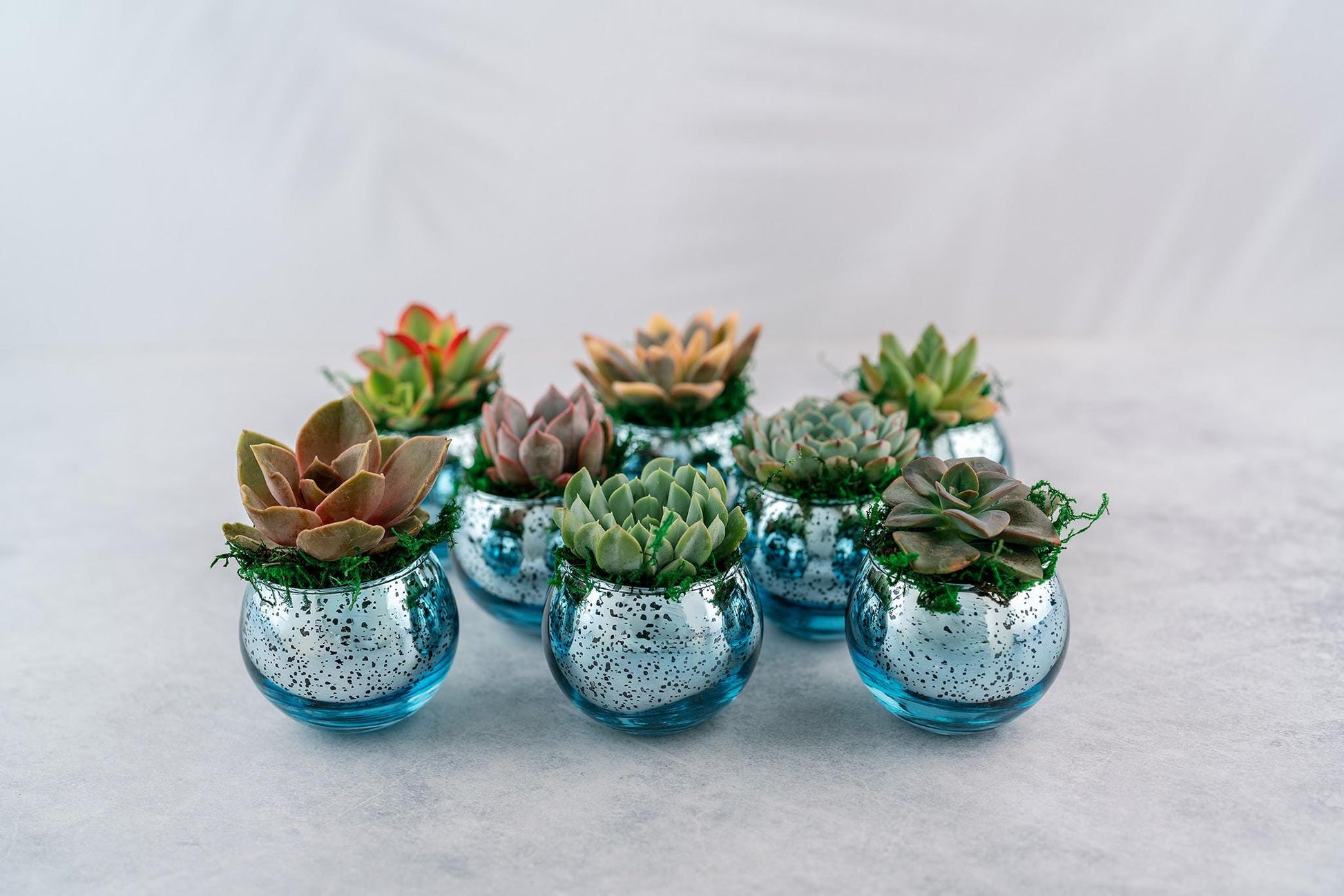 Succulent Favors in Blue Mercury Glass Globes for Weddings and Events, Optional Personalization, Bulk Gifts QTY: 5+