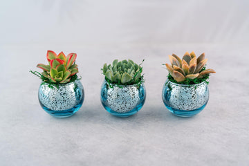 Succulent Favors in Blue Mercury Glass Globes for Weddings and Events, Optional Personalization, Bulk Gifts QTY: 5+